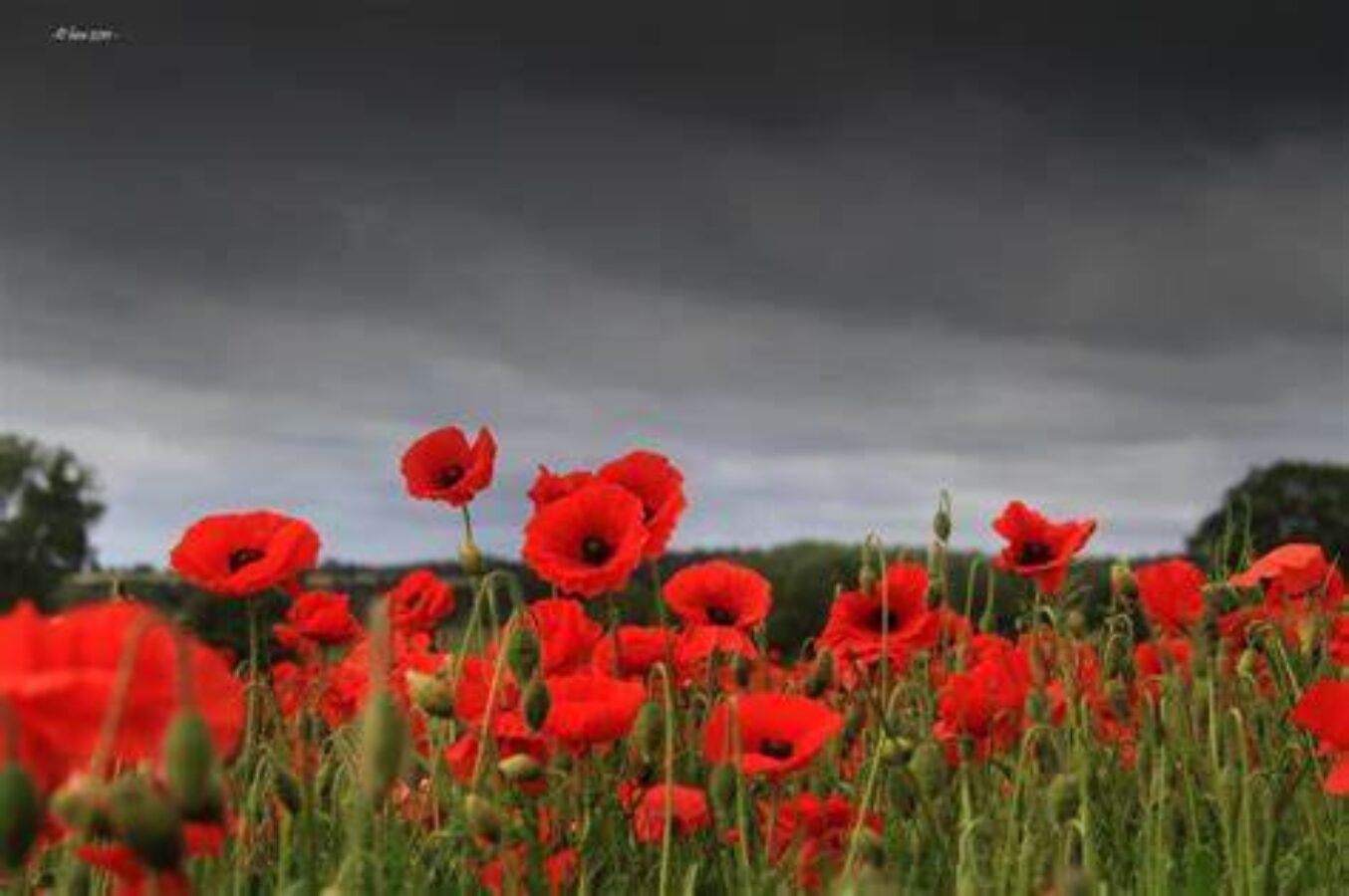 Remembrance Day